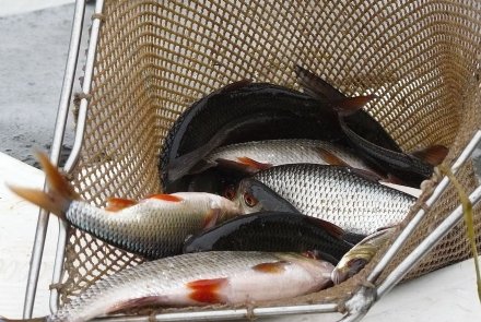 zarybianie zarybianie