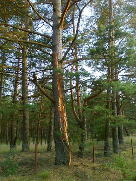 T. Pepliński T. Peplinski