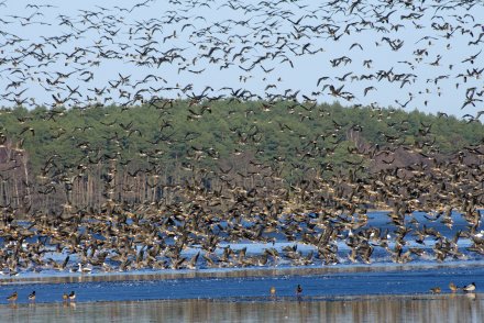 gesi wzbojajace_sie_w_powietzre_na_widok_krazacego_bielika_fot._m_.chybowska_.jpg gesi_wzbojajace_sie_w_powietzre_na_widok_krazacego_bielika_fot._m_.chybowska_.jpg